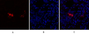 Caspase-8 Polyclonal Antibody