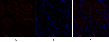 Caspase-8 Polyclonal Antibody