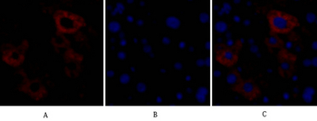 Caspase-8 Polyclonal Antibody