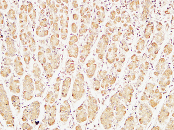 Caspase-7 Polyclonal Antibody