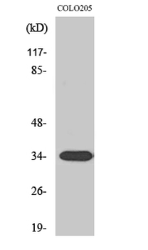 Calponin 2 Polyclonal Antibody