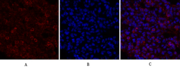 Calnexin Polyclonal Antibody