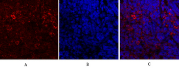 Calnexin Polyclonal Antibody