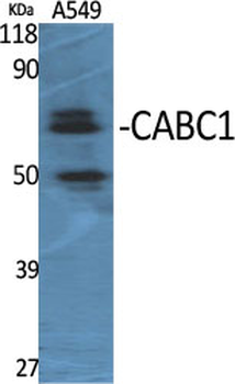 CABC1 Polyclonal Antibody