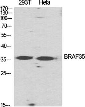 BRAF35 Polyclonal Antibody