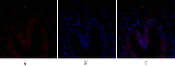 Bcl-x Polyclonal Antibody