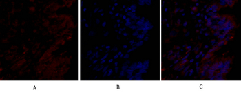 Bcl-x Polyclonal Antibody