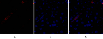 Bcl-x Polyclonal Antibody