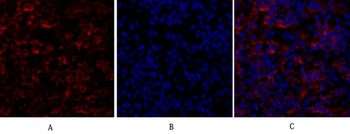 Bcl-x Polyclonal Antibody