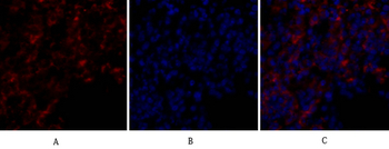 Bcl-x Polyclonal Antibody