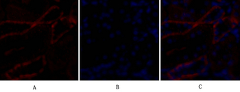 Bax Polyclonal Antibody