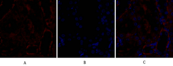 Bax Polyclonal Antibody