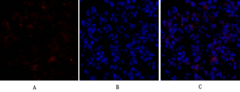 Bax Polyclonal Antibody