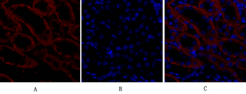 Bax Polyclonal Antibody