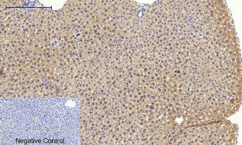 Bax Polyclonal Antibody