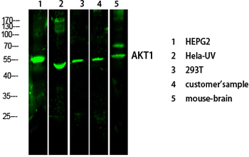 Akt Polyclonal Antibody
