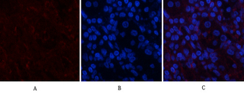 Actin β Polyclonal Antibody