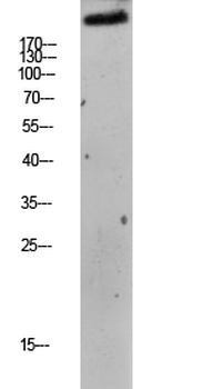 mTOR (Phospho-Ser2448) Antibody
