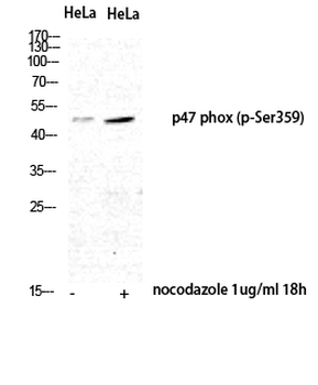 p47-phox (phospho Ser359) Polyclonal Antibody