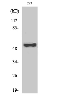 Cot (phospho Thr290) Polyclonal Antibody
