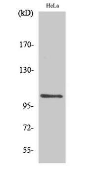 NFκB-p105 (phospho Ser927) Polyclonal Antibody