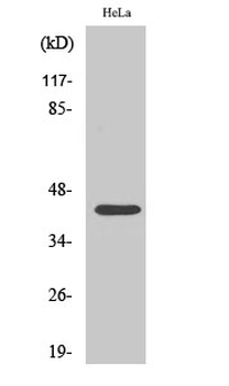 CREB-1 (phospho Ser142) Polyclonal Antibody