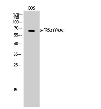 FRS2 (phospho Tyr436) Polyclonal Antibody