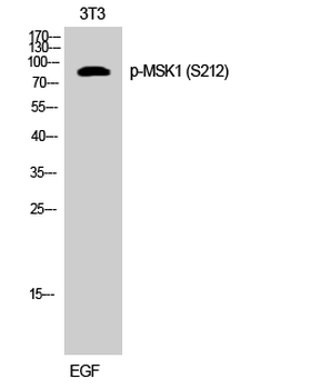 MSK1 (phospho Ser212) Polyclonal Antibody