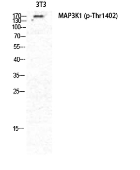 MEK Kinase-1 (phospho Thr1402) Polyclonal Antibody