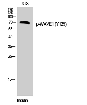 WAVE1 (phospho Tyr125) Polyclonal Antibody