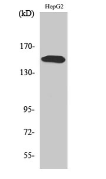 PLC γ2 (phospho Tyr753) Polyclonal Antibody