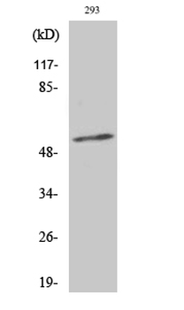 Synaptotagmin 1/2 (phospho Thr202/199) Polyclonal Antibody