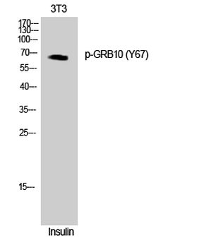 GRB10 (phospho Tyr67) Polyclonal Antibody
