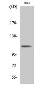 Integrin β3 (phospho Tyr785) Polyclonal Antibody