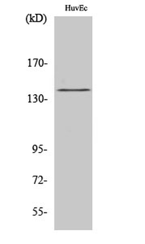 NOS3 (phospho Ser1177) Polyclonal Antibody