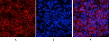 ERK 1/2 (phospho Tyr222/205) Polyclonal Antibody