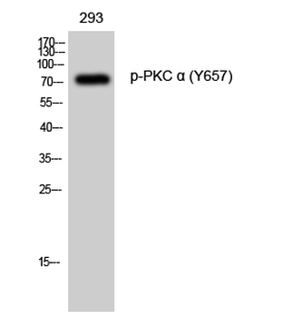PKC α (phospho Tyr657) Polyclonal Antibody