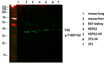 p38 (phospho Thr180/Y182) Polyclonal Antibody
