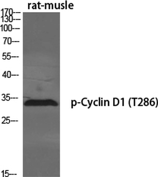 Cyclin D1 (phospho Thr286) Polyclonal Antibody