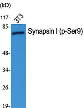 Synapsin I (phospho Ser9) Polyclonal Antibody