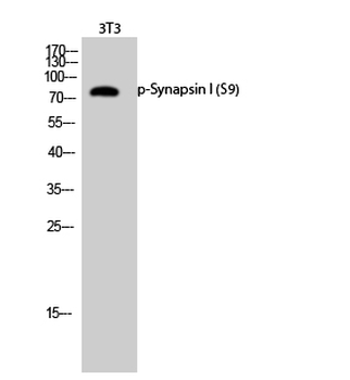 Synapsin I (phospho Ser9) Polyclonal Antibody
