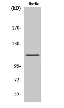 Rb (phospho Ser807) Polyclonal Antibody