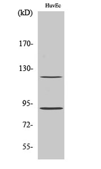 PR (phospho Ser190) Polyclonal Antibody
