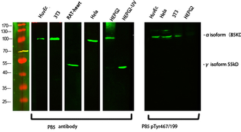 PI 3-kinase p85/p55 (phospho Tyr467/199) Polyclonal Antibody