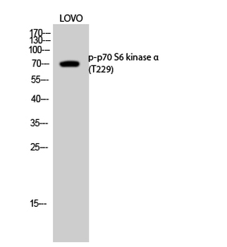 p70 S6 kinase α (phospho Thr229) Polyclonal Antibody