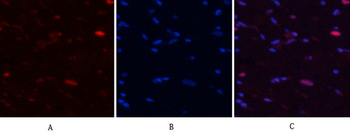 NFκB-p65 (phospho Ser529) Polyclonal Antibody