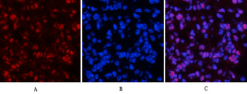 NFκB-p65 (phospho Ser529) Polyclonal Antibody