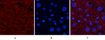 JNK1/2/3 (phospho Thr183/Y185) Polyclonal Antibody
