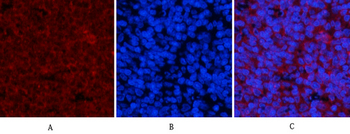 JNK1/2/3 (phospho Thr183/Y185) Polyclonal Antibody