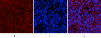 JNK1/2/3 (phospho Thr183/Y185) Polyclonal Antibody